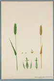 Sveriges kulturväxter. Illustration utförd av Henriette Sjöberg. Korn, sexradigt, från baron von Müller (Mueller), Melbourne. Odlat Experimentalfältet 1888. Signerad 