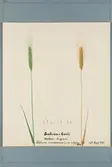 Sveriges kulturväxter. Illustration utförd av Henriette Sjöberg. Vete, Enkorn. Odlat Experimentalfältet 1888. Jämför NMA.0098655.