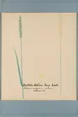 Sveriges kulturväxter. Illustration utförd av Henriette Sjöberg. Vete, Hallets Golden Drop. Odlingsplats och datering saknas. Jämför NMA.0098516.