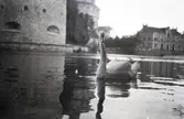 Svan i Svartån, 1926 före