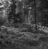 Fornlämning - Gravrösen. Ingaredsåsar