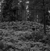 Fornlämning - Gravrösen. Ingaredsåsar