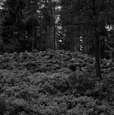 Fornlämning - Gravrösen. Ingaredsåsar