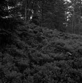 Fornlämning - Gravrösen. Ingaredsåsar