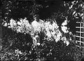 Brita Edhlund vid en rabatt med liljor, Östhammar, Uppland 1925
