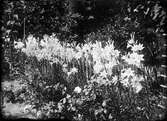 Rabatt med liljor, Östhammar, Uppland 1925