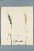 Sveriges kulturväxter. Illustration utförd av Henriette Sjöberg. Vete, Tjockvete, vitt, Poulard blanc/Petanielle. Odlat Experimentalfältet 1890. Signerad 
