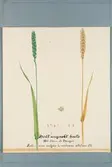 Sveriges kulturväxter. Illustration utförd av Henriette Sjöberg. Vete, vitt ungerskt, Blé blanc de Hongrie. Odlat Experimentalfältet 1889.