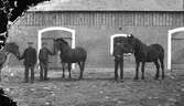 Marbogård (Jannes), Sällstorp 6. Tre ynglingar står utanför ladugården/stallet och håller var sin häst. 
(Negativet skadat i höger sida. Se även bild nr GEA121)