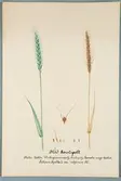 Sveriges kulturväxter. Illustration utförd av Henriette Sjöberg. Spelt, röd Borstspelt, Roter Kahler/Wintergrannenspelz/Épautre rouge barbue. Odlat Experimentalfältet 1889. Signerad 