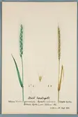Sveriges kulturväxter. Illustration utförd av Henriette Sjöberg. Spelt, vit borstspelt, Weisser Wintergrannenspelz/Épautre ordinaire blanche barbue. Odlat Experimentalfältet 1888. Signerad 