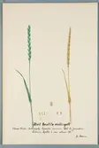 Sveriges kulturväxter. Illustration utförd av Henriette Sjöberg. Spelt, vitaxig, borstlös vinterspelt, Weisser Winterkolbenspelz/Épautre commun, Blé de Jerusalem. Odlad Experimentalfältet 1888. Signerad 