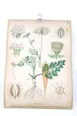 Sveriges kulturväxter. Illustration utförd av Henriette Sjöberg. Botanisk plansch med upphängningskrok. J. Eriksson Botaniska väggtavlor. 3:e upplagan. Ny serie. Tavla 5. Morot (Daucus Carota L.). Detaljerade beskrivningar av morotens olika delar och stadier.