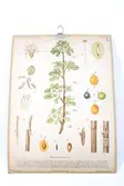 Sveriges kulturväxter. Illustration utförd av Henriette Sjöberg. Botanisk plansch med upphängningskrok. J. Eriksson Botaniska väggtavlor. 3:e upplagan. Ny serie. Tavla 2. Plommon (Prunus Domestica L.). Detaljerade beskrivningar av plommonets olika delar och stadier.