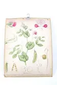 Sveriges kulturväxter. Illustration utförd av Henriette Sjöberg. Botanisk plansch med upphängningskrok. J. Eriksson Botaniska väggtavlor. 3:e upplagan. Ny serie. Tavla 4 Gråärter (Pisum Arvense L.). Detaljerade beskrivningar av gråärtens olika delar och stadier.