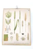 Sveriges kulturväxter. Illustration utförd av Henriette Sjöberg. Botanisk plansch med upphängningskrok. J. Eriksson Botaniska väggtavlor. 3:e upplagan. Ny serie. Tavla 16 Vete (Triticum sativum Jess.). Detaljerade beskrivningar av vetets olika delar och stadier.