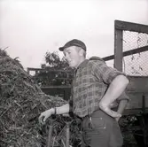 Skörd av majs på Öland. Arne och Lars Arvidsson.