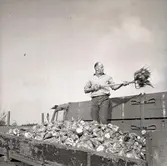 Skörd av betor på Öland. Arne och Lars Arvidsson.