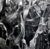 Majsodling på Öland. Arne och Lars Arvidsson.