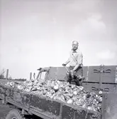 Skörd av betor på Öland. Arne och Lars Arvidsson.