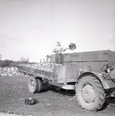 Skörd av betor på Öland. Arne och Lars Arvidsson.