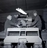 Arbete i potatiscentralen i Lilla Horn.