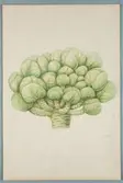 Sveriges kulturväxter. Illustration utförd av Henriette Sjöberg. Kål, okänd sort. Odlingsplats och datering saknas.