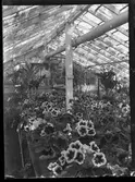 Interiör, växthus med blomsterodling.