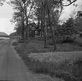 Bruksvägen vid eken.