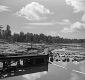 Förvaring av timmer till sågverket. Spikbryggan i förgrunden.
