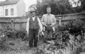 Herrarna Pettersson plockar rabarber på Kyrkogårdsgatan 30, ca 1950