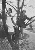 Kvinnor i körsbärsträd, 1929