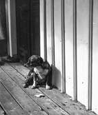 En liten hund sitter med ett par matbitar vid en locklistfasad. Vid dörren bakom står det skor.