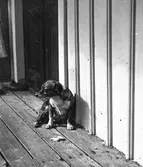 En liten hund sitter med ett par matbitar vid en locklistfasad. Vid dörren bakom står det skor.