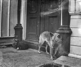 En hund med två valpar intill en ståndsmässig entré med spegeldörrar omfattade av pilastrar. (Se även GEB254)