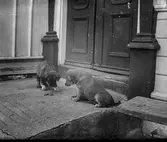 Två små valpar sitter med ett par matbitar intill en ståndsmässig entré med spegeldörrar omfattade av pilastrar. (Se även GEB250)