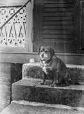En hund sitter på en stentrappa utanför en dörr, troligen till en veranda med figursågad dekor. (Se även GEB256)
