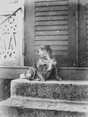 En hund sitter på en stentrappa utanför en dörr, troligen till en veranda med figursågad dekor. (Se även GEB255)
