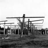 Bönhamn. Gistvall, till vänster moderna gister med krokar av ståltråd. Till höger en äldre med uppstående träpinnar och en med krokar av trä.