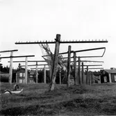 Bönhamn. Gistvall, till vänster moderna gister med krokar av ståltråd. Till höger en äldre med uppstående träpinnar och en med krokar av trä.