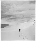Sylmassivet, Jämtland. En skidåkare på fjället, skidspår i snön.