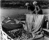 Bönhamn. Före detta säsongsfiskeläge som under århundranden spelat stor roll för Nordingrås näringsliv med bofast befolkning sedan 1700 talet. Stora sjöbodar och båthus kring hamnen och ovanför liggande bostadshus. Kapell från 1600 talet.  Frideborg Sjölander (vänster), Sofia Nordin (höger) skakar ur skötarna utanför Janne Sjölanders brygga. Frideborg född omkring 1904. Sofia dog årsskiftet 1944-45, 65 år gammal. Förmodligen är bilden från mitten av 1930-talet. 