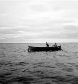 Solumsfiskare lägger ut strömmingssköten utanför Härnön.