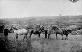 En man och två ynglingar står med tre hästar och ett föl på betesmark nedanför ett flackt berg. Ser ut att vara männen i familjen Hansson, Syllinge Hansa i Veddige. (Se bildnr GEA028)