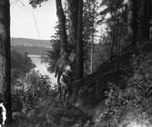 Tre barn som går i skogen. I bakgrunden Ångermanälven. Resele cirka 1925.