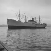 Fartyget Bingo på Älven