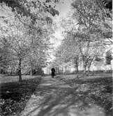 Stadsparken med domkyrkan i bakgrunden.