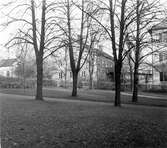 Tomt nr 7. Gamla kommunitetshuset, sedermera Västernorrrlands Allehandas hus. Foto från biskopsgårdens park.