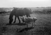 En häst och en liten åsna går på en äng vid Kustsanatoriet Apelviken. Doktor Almer tog hem några åsnor från Egypten på 1920-talet som kunde roa barnen och dra dem i skrindor.
