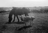 En häst och en liten åsna går på en äng vid Kustsanatoriet Apelviken. Doktor Almer tog hem några åsnor från Egypten på 1920-talet som kunde roa barnen och dra dem i skrindor.